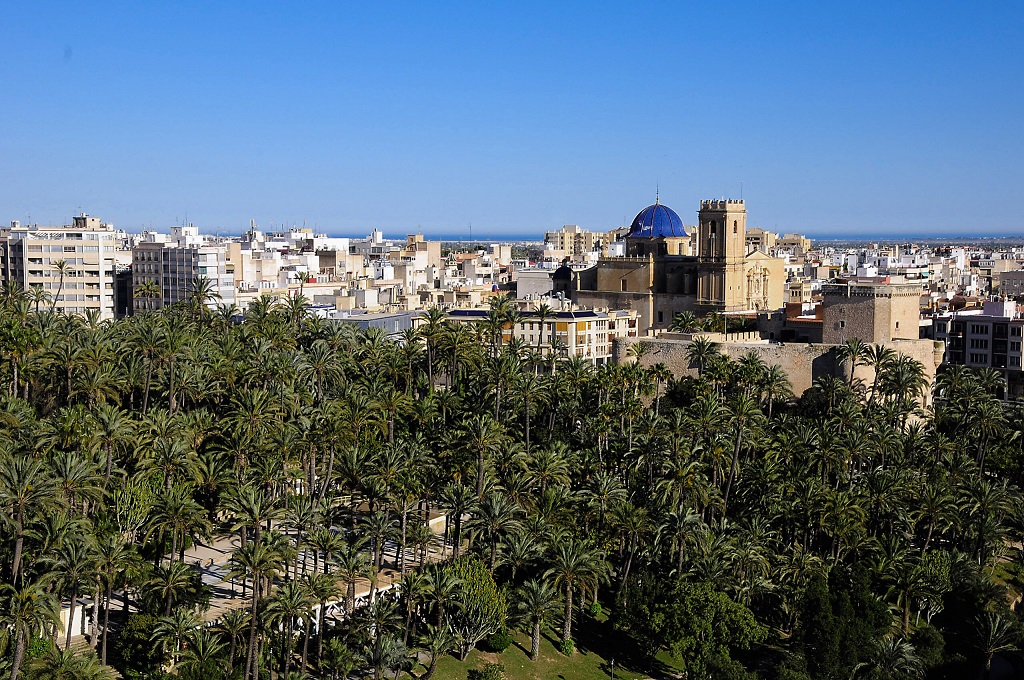 palmeral de elche 16 scaled